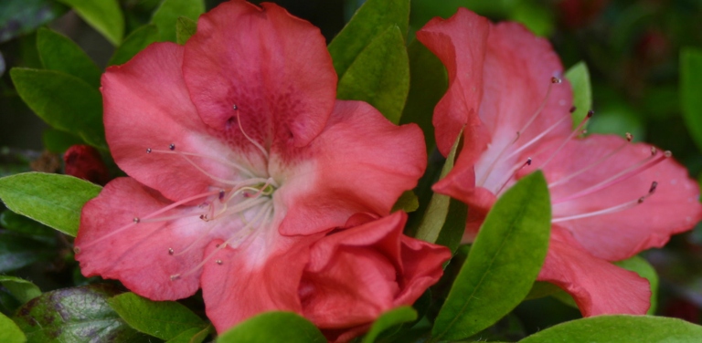 If the leaves on your azalea are dropping, it could be due to the air humidity.
