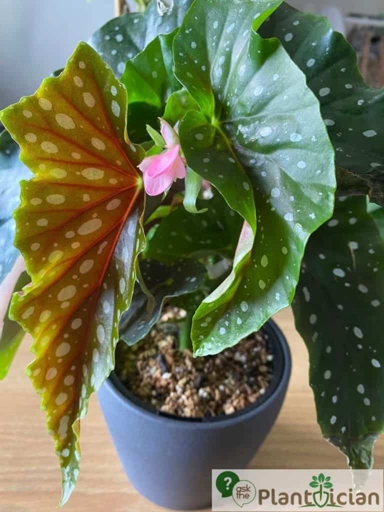 If the leaves on your begonia are curling, it is likely due to too much water or not enough light.