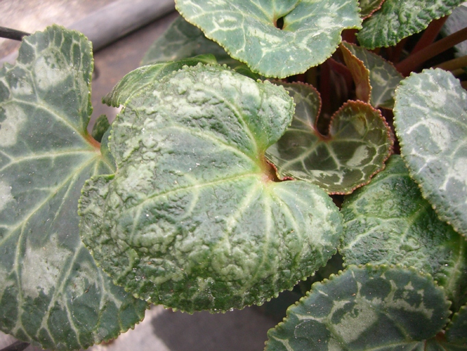 If the leaves on your cyclamen are curling, it could be due to one of several reasons.