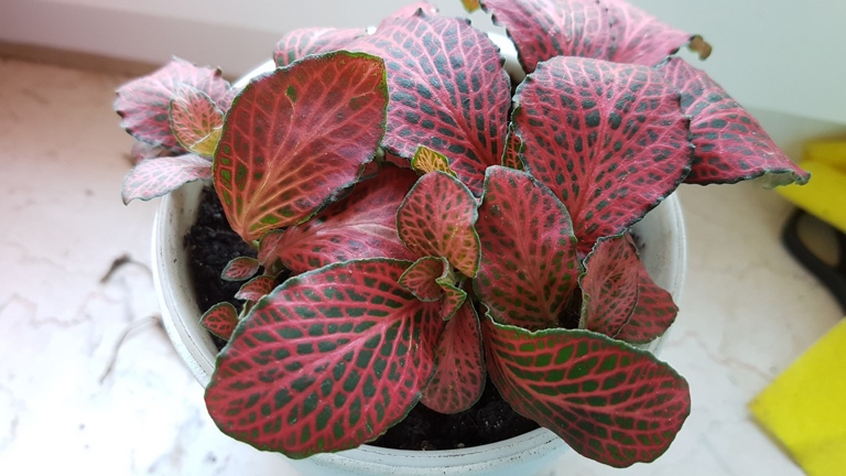 If the leaves on your fittonia are curling, it could be due to one of these 11 causes.