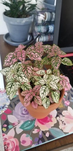 If the leaves on your polka dot plant are wrinkling, it's a sign that the plant is thirsty and needs more water.