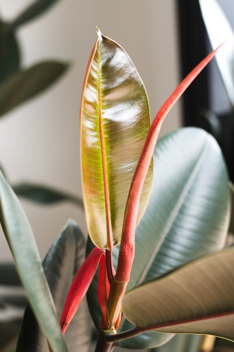 If the leaves on your rubber plant are damaged, you may be wondering if you should cut them off.