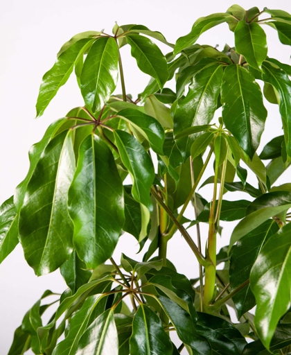 If the leaves on your Schefflera are curling, it is likely due to low humidity.