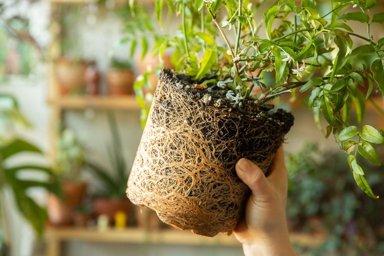 If the plant is rootbound, it's time to repot.