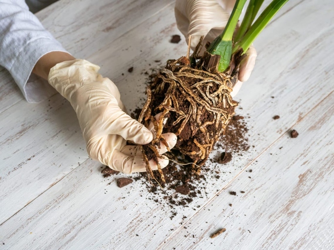 If the roots are mushy, damaged, or black, it is best to remove them and clean the soil before replanting.