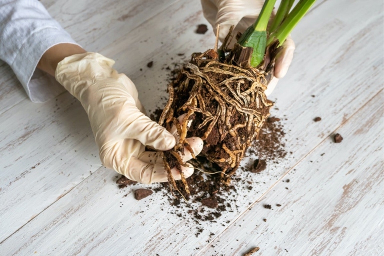 If the roots are mushy or smell bad, they are probably rotten.