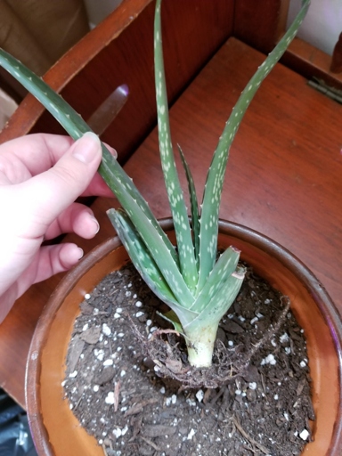 If the roots of your aloe vera plant are constricted or damaged, the plant may turn pink.
