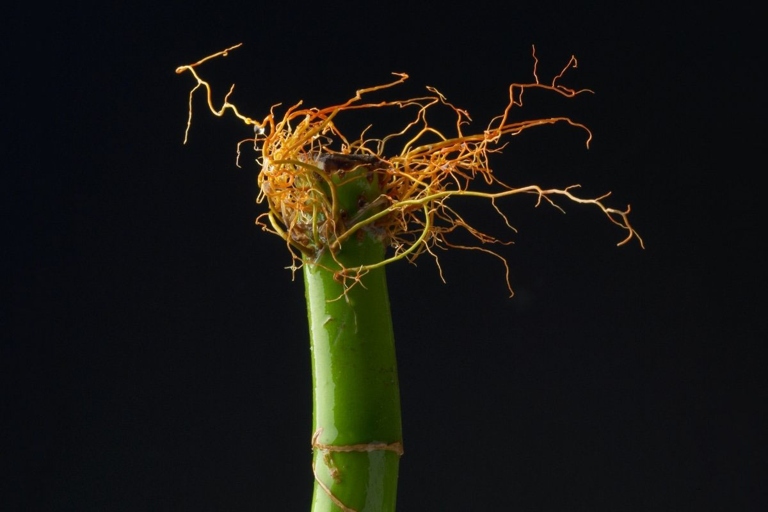 If the roots of your lucky bamboo are orange, it is likely due to a lack of nutrients.