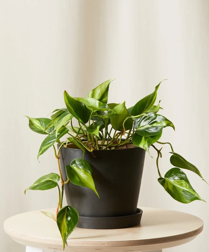 If the roots of your philodendron are dying, you need to treat the root system as soon as possible.