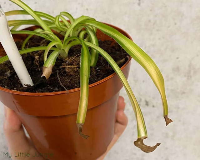 If the roots of your spider plant are mushy and brown, it is likely that the plant has root rot.