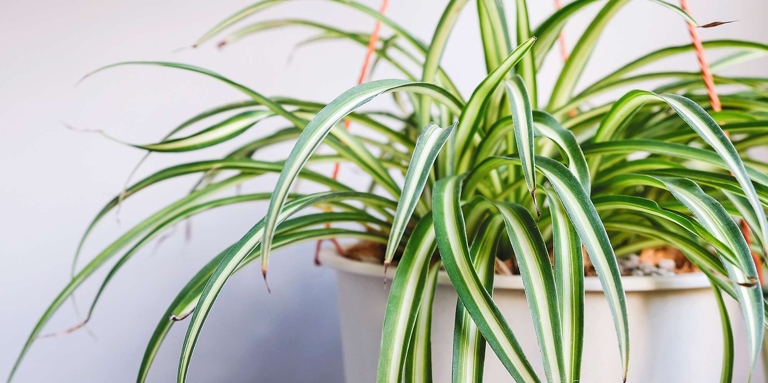 If the soil is dry, water the plant until the water runs out of the bottom of the pot. To water a spider plant that has been propagated, stick your finger in the soil to feel how moist it is.