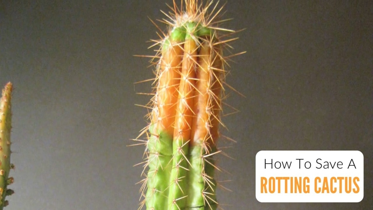 If the soil is too moist, the cactus will rot.