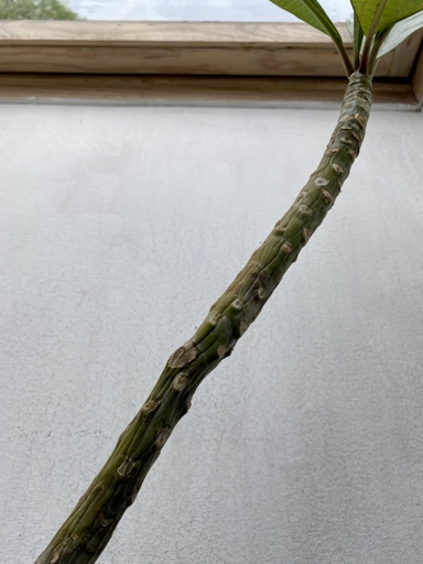 If the stem of your plumeria is rotting, it's likely because of too much moisture.