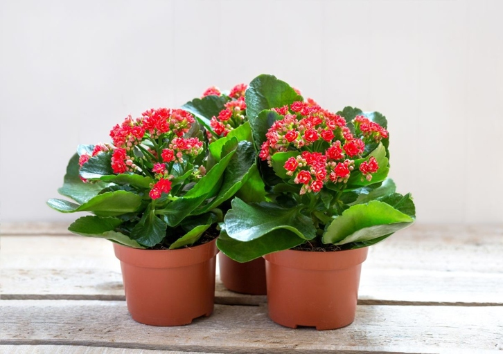If the temperature indoors is too high, it can be a problem for Kalanchoe plants.