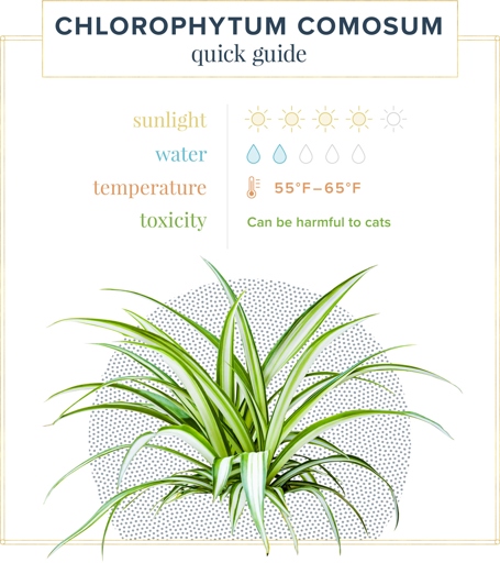 If the temperature is high, water your spider plant more frequently.