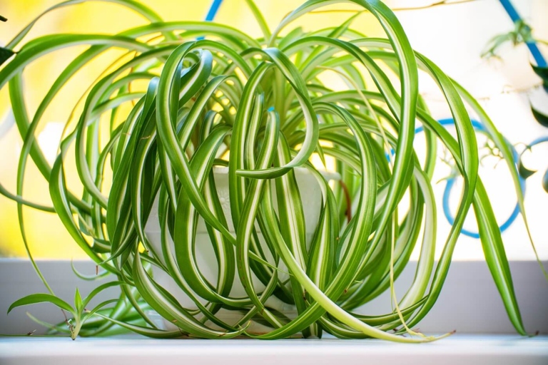 If the temperature is low, water the spider plant less often.