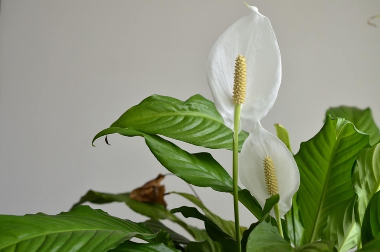 If the temperature is too high or low, the peace lily will suffer.