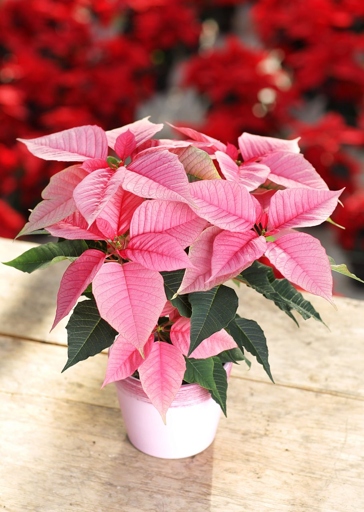 If the temperature is too hot or the air is too dry, the leaves will start to wilt. Poinsettias are a popular Christmas plant, but they can be finicky.