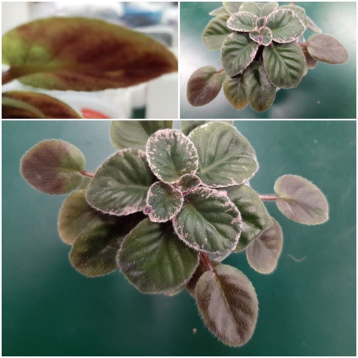 If the tips and edges of your African violet's leaves are turning brown, it's a sign that it is not getting enough water.