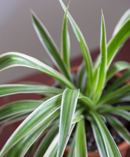 If the tips of your spider plant's leaves are brown, you can trim them off with a sharp pair of scissors.