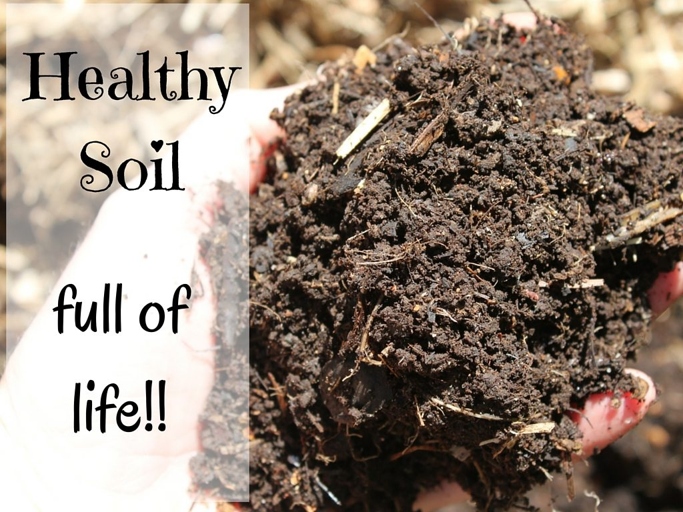 If you allow the soil to dry out completely, it will be very difficult to re-moisten.