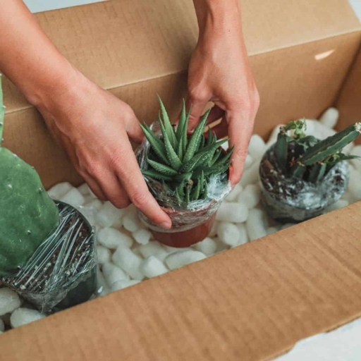 If you are going to mail or ship your succulents, make sure to give them a good soaking before packaging them up.