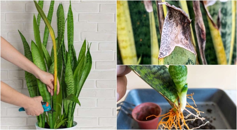 If you are having issues with brown spots on your snake plant, it is likely due to inconsistent watering.