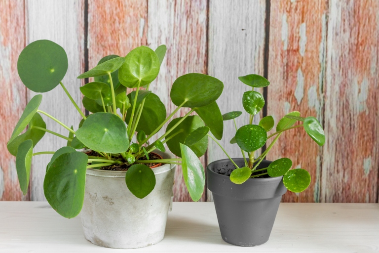 If you are looking for a plant that is easy to care for and can thrive in many different types of environments, the money plant may be a good option for you.