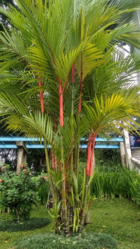 If you are looking for a plant that will thrive in hot and humid conditions and can tolerate both salt and brackish water, then the traveler's palm (Ravenala madagascariensis) is a great choice.