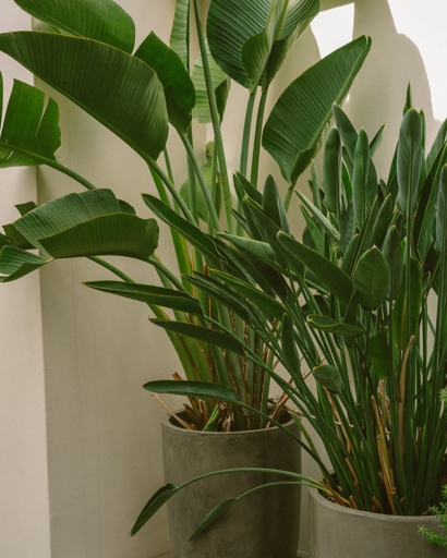 If you are looking to add a splash of tropical beauty to your home, then the Strelitzia Nicolai is the perfect plant for you.