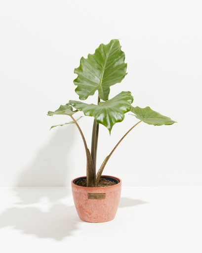 If you are looking to add an Alocasia Portodora to your home, be aware that it is toxic to both humans and animals if ingested.