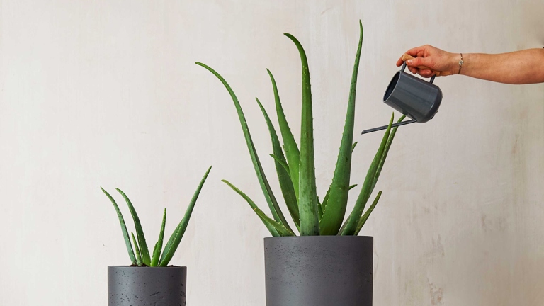 If you are looking to add some greenery to your home, you may be wondering if aloe vera leaves grow back.