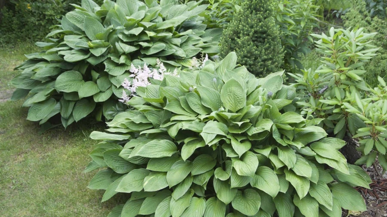 If you are looking to add some hostas to your garden, be sure to strike a balance between the sun and the shade.