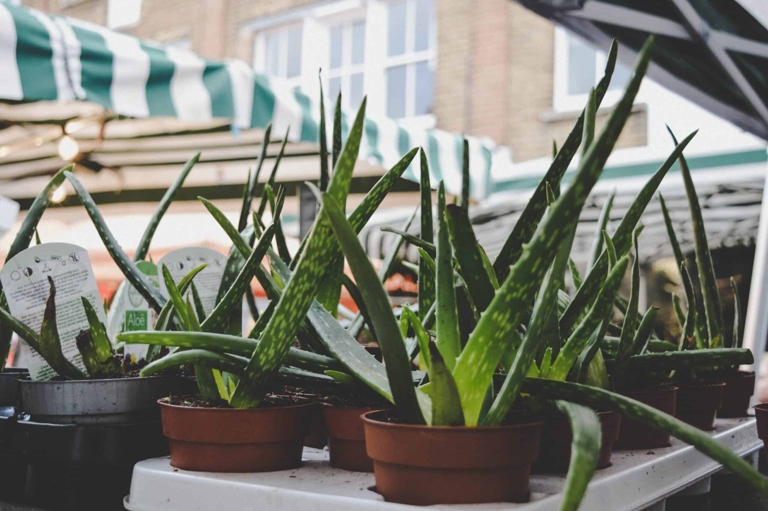 If you are looking to purchase a pot for your aloe vera plant, make sure to get one that is slightly larger than the current pot.
