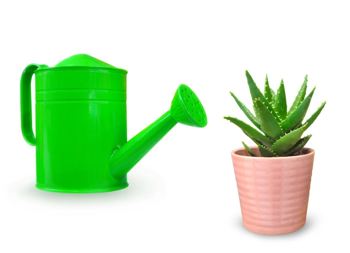 If you are looking to water and simultaneously feed your aloe vera, then you should water it every other week and add a liquid fertilizer to the water.