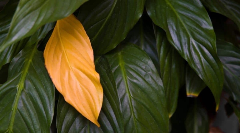 If you are noticing that your peace lily's leaves are yellowing, it is most likely due to overusing fertilizer.