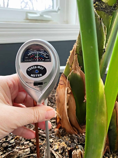 If you are unsure about how much light your bird of paradise is getting, the best way to check is by using a light meter.