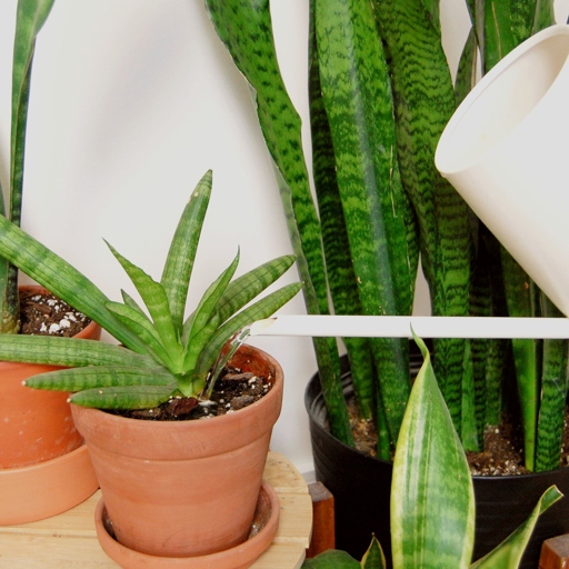 If you are unsure how often to water your snake plant, start by watering it once a week and then adjust as needed.