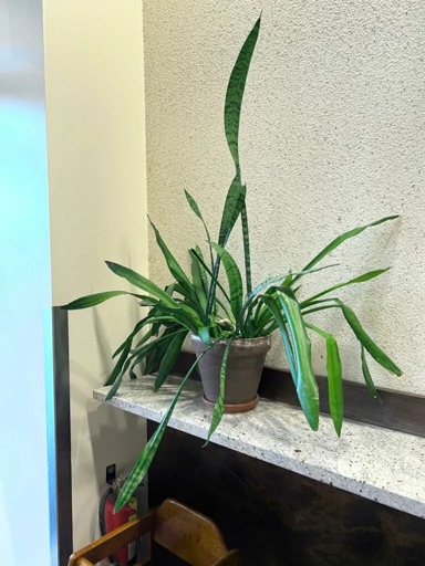 If you are wondering how much light your snake plant is getting, the best way to check is by looking at the leaves.