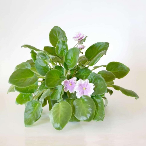 If you don't clean the leaves of your African Violet regularly, the leaves will start to yellow and the plant will become less healthy.