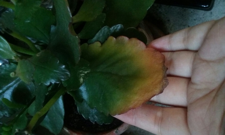 If you don't water your Kalanchoe plant, the leaves will start to droop and the plant will eventually die.