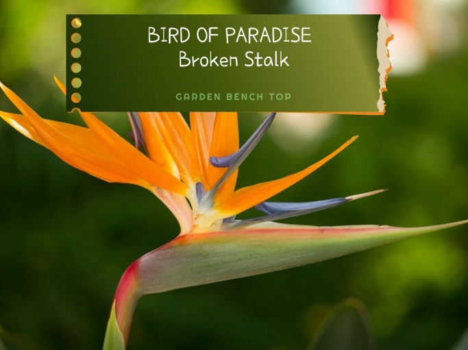 If you have a bird of paradise plant with a broken stem, there are a few easy fixes.