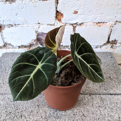 If you have a brown Alocasia, don't worry - there are a few things you can do to revive it.