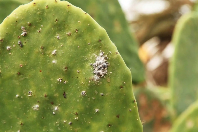 If you have a brown spot on your cactus, it is important to remove and bury the infected area to prevent the spread of the disease.