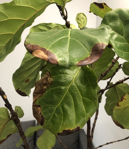 If you have a fiddle leaf fig with brown leaf tips, there are a few things you can do to save your plant.