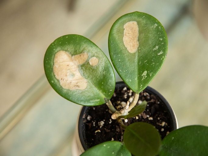 If you have a hoya plant with brown spots, there are a few things you can do to treat the frost damage or chemical and leaf burn.