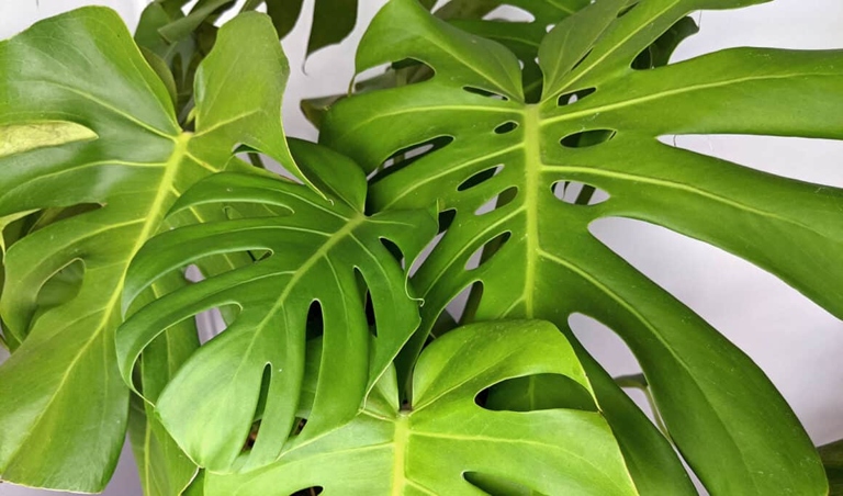 If you have a Monstera that isn't unfurling its leaves, there are a few things you can do to help.