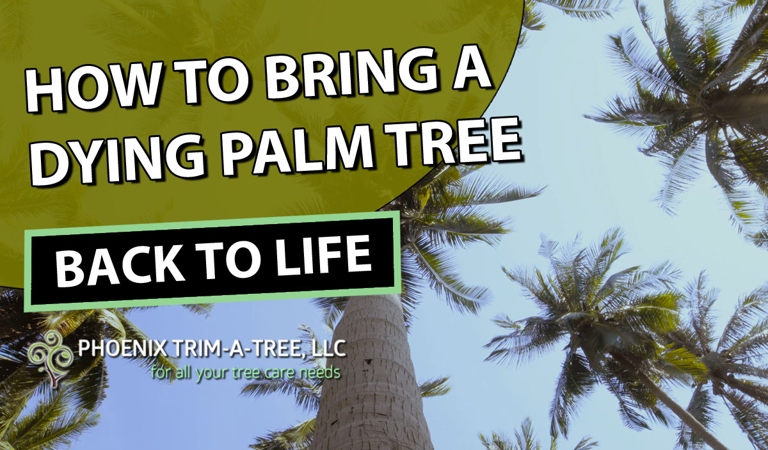 If you have a palm tree that is overwatered, you can save it by following these steps.