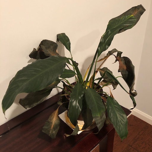 If you have a peace lily with brown leaves, don't despair.