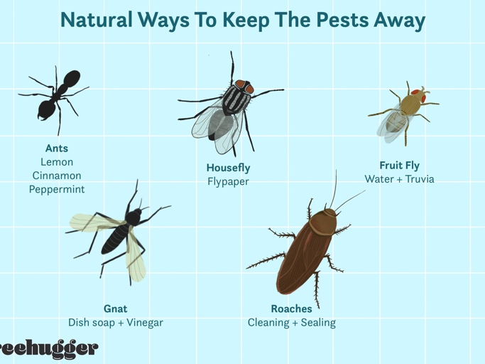 If you have a pest infestation in your home, there are a few things you can do to get rid of them.